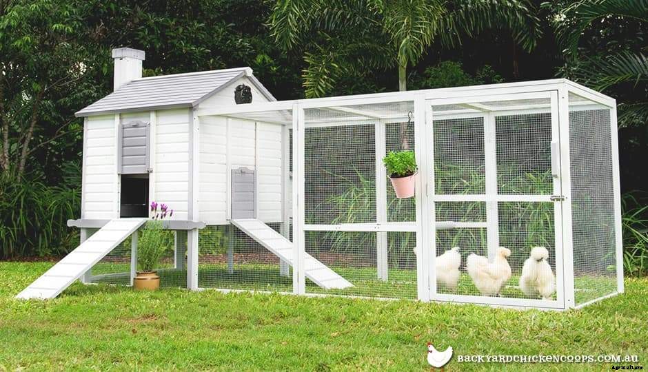 Chickens 101: Where To Start