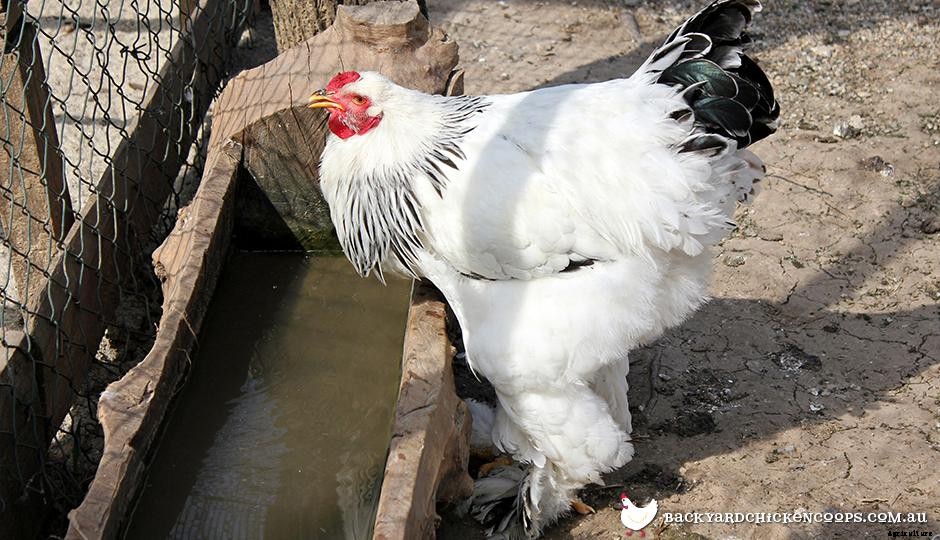 Chicken Waterers 101: What You Need To Know