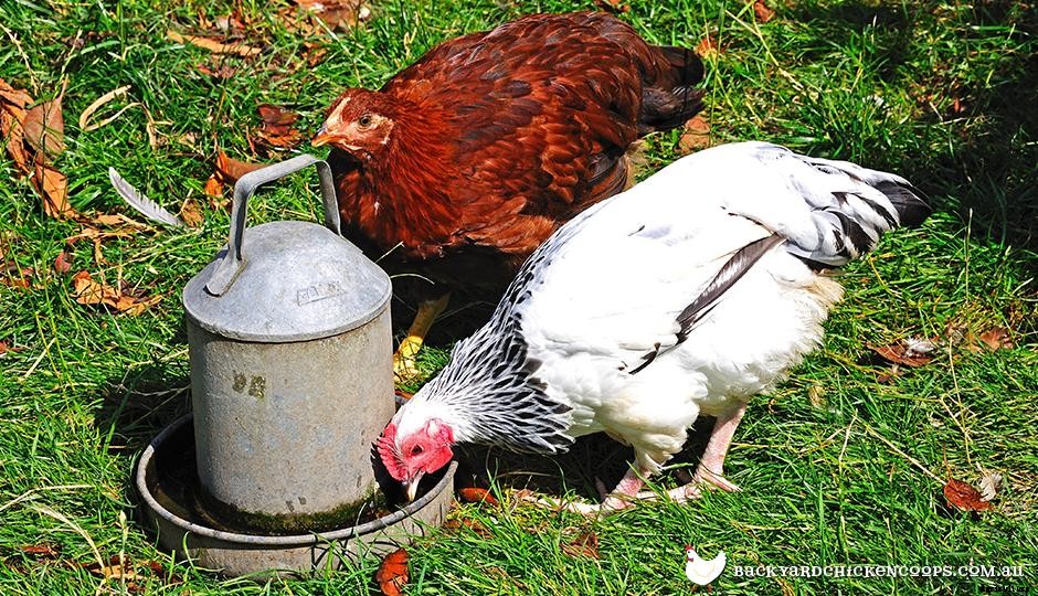 Chicken Waterers 101: What You Need To Know