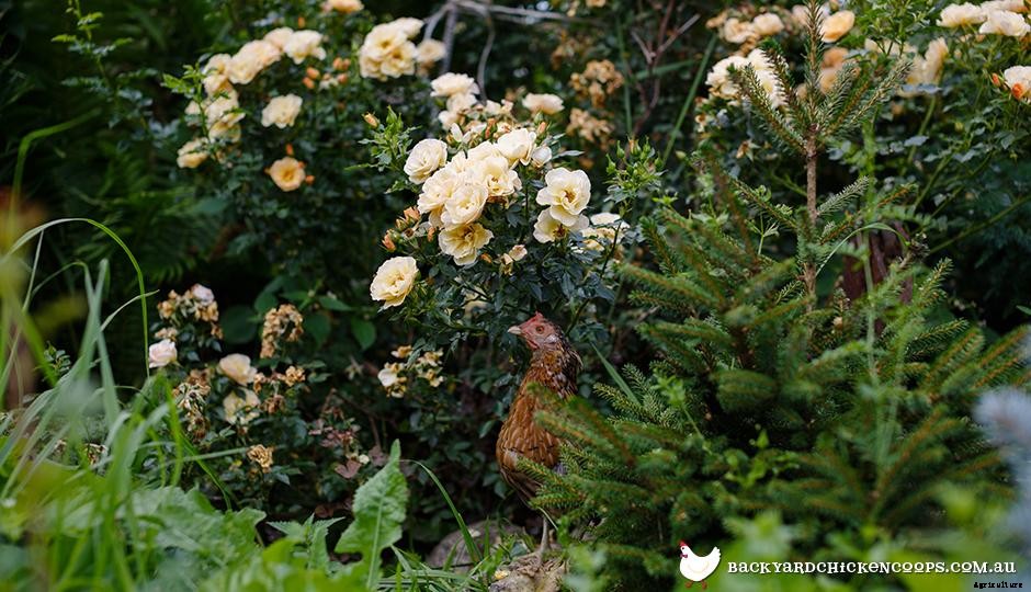 Chickens 101: The Benefits of Keeping Chickens