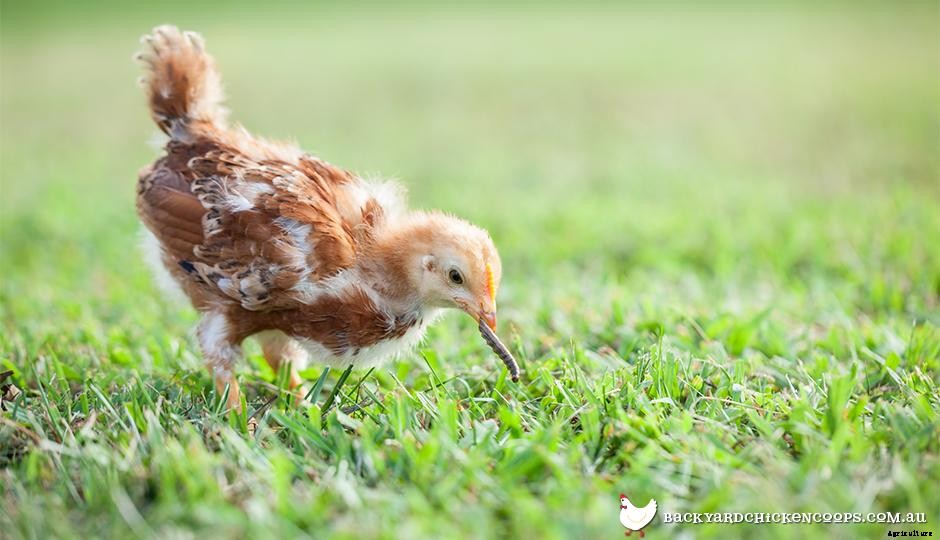 Chickens 101: The Benefits of Keeping Chickens