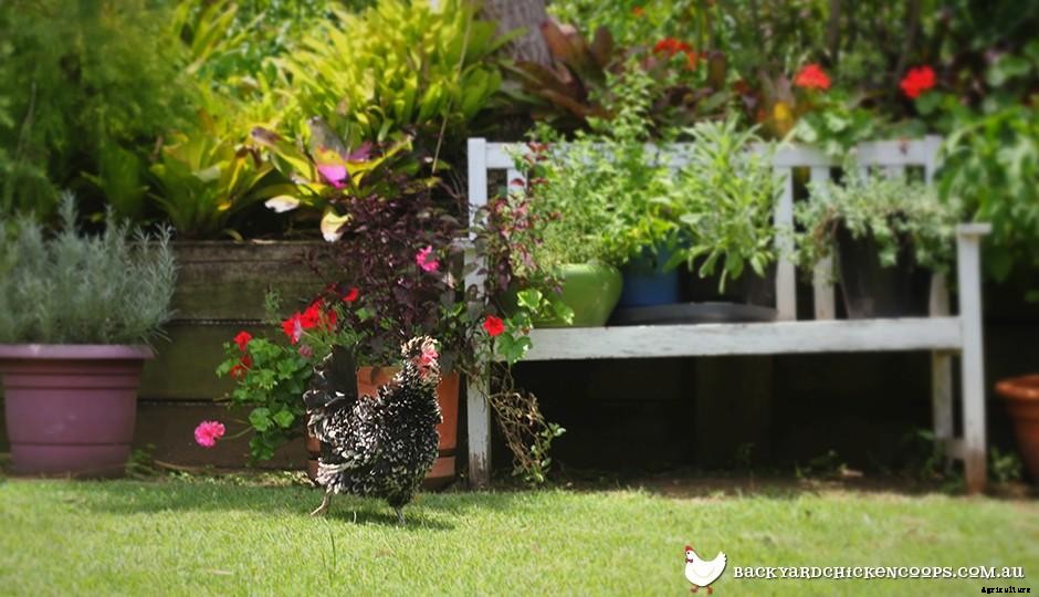 Council Conditions for Chickens in Brisbane