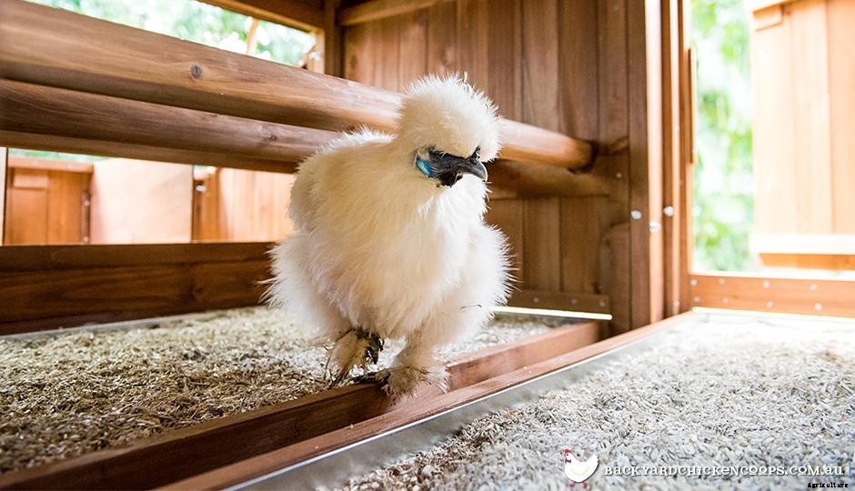 An Easy Guide To Different Types Of Animal Bedding