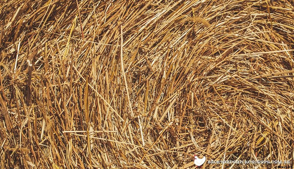 An Easy Guide To Different Types Of Animal Bedding