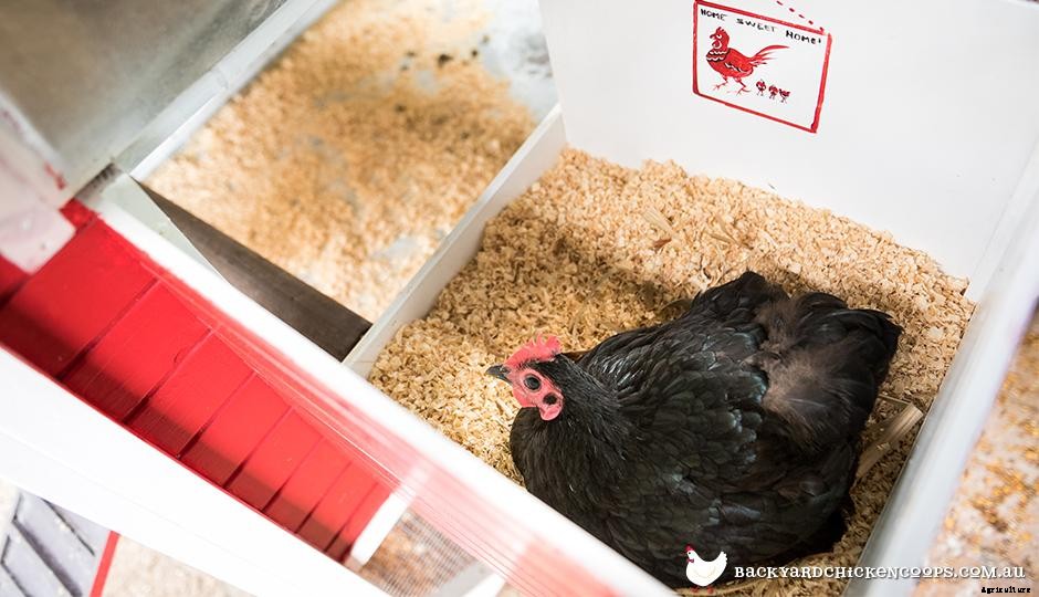 An Easy Guide To Different Types Of Animal Bedding