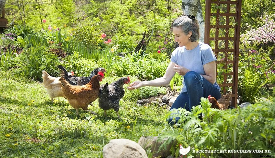 How Much Does it Cost to Raise Chickens?