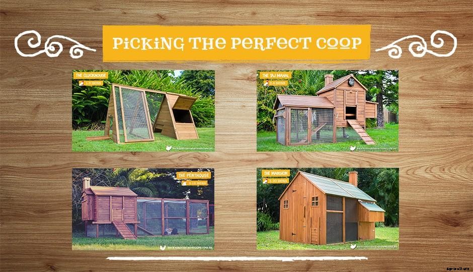 How Much Does it Cost to Raise Chickens?