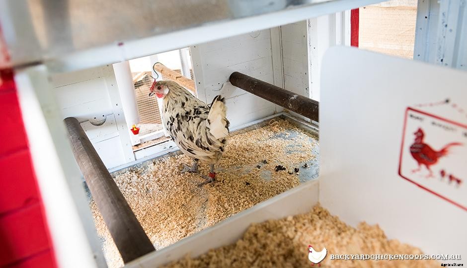 Flying The Coop: How To Look After Your Chickens When You Go Away For The Weekend