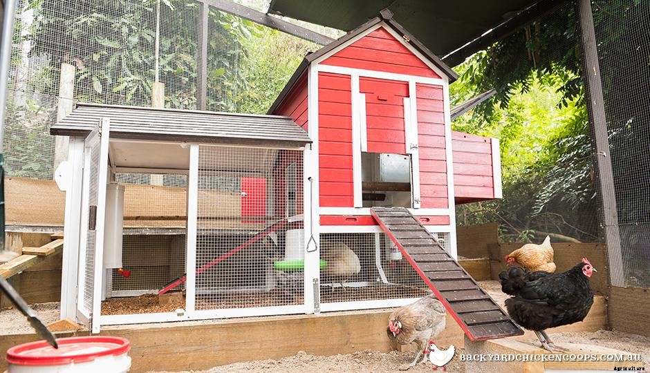 Flying The Coop: How To Look After Your Chickens When You Go Away For The Weekend