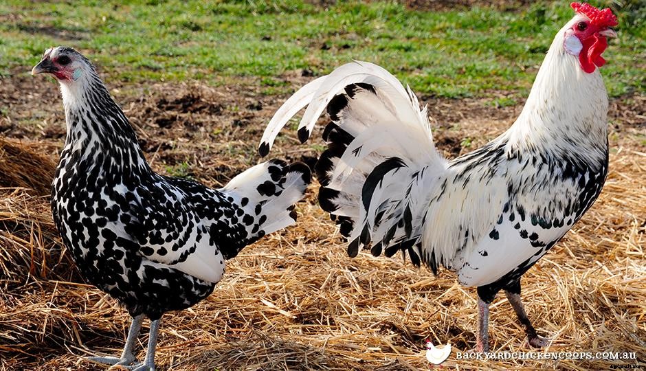 The Key To A Deep Chicken Litter System