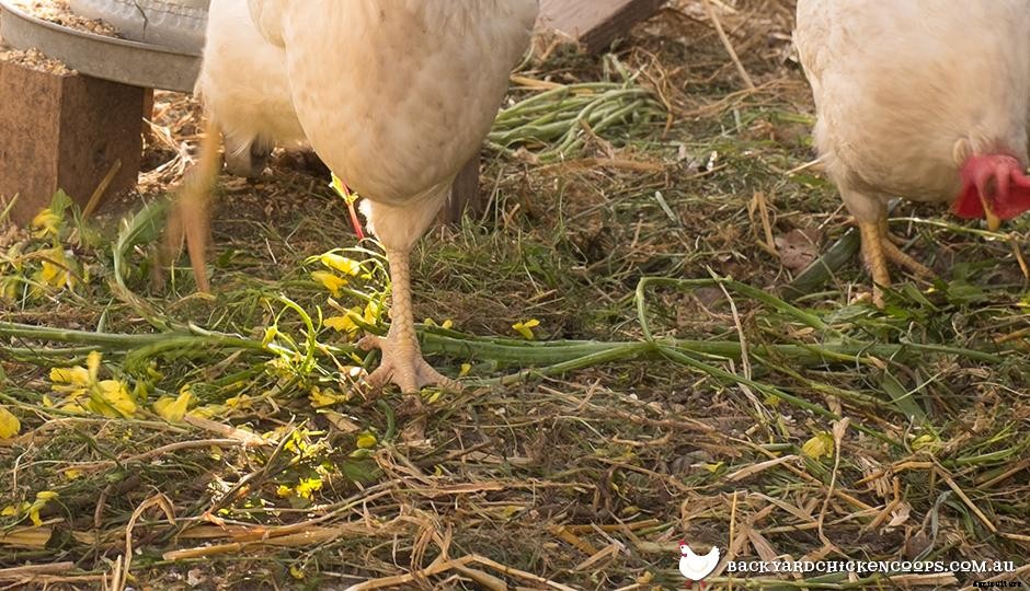 The Key To A Deep Chicken Litter System