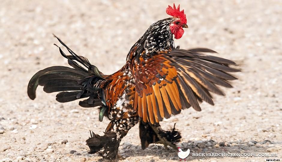 Chicken Feather Structure