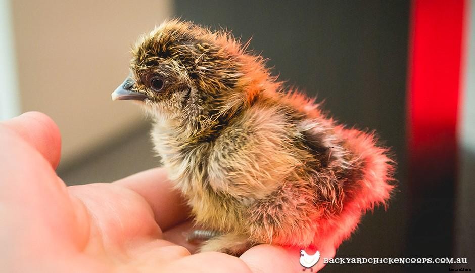 Chicken Feather Structure