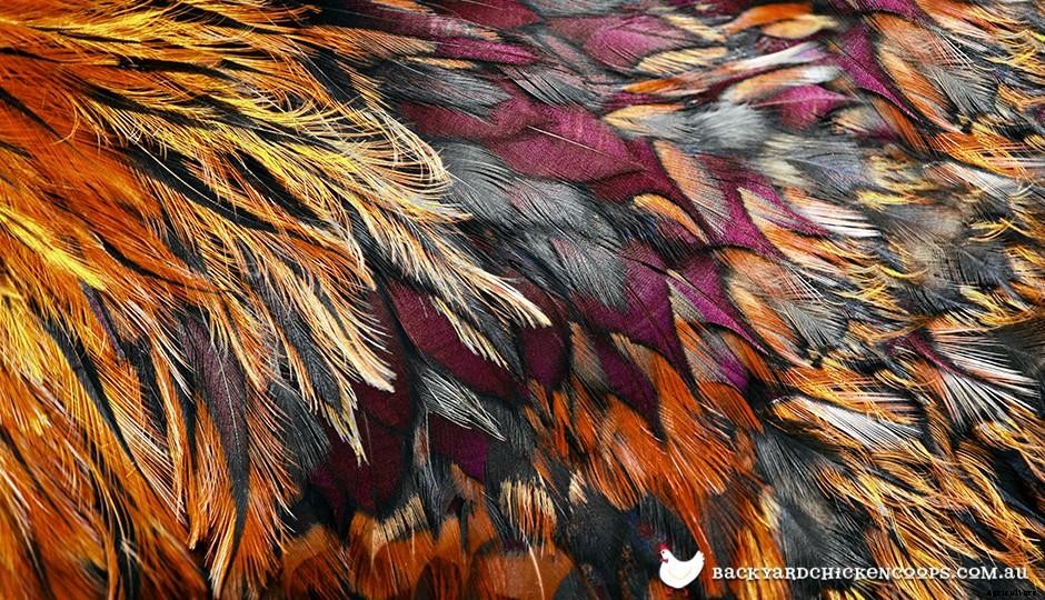 Chicken Feather Structure