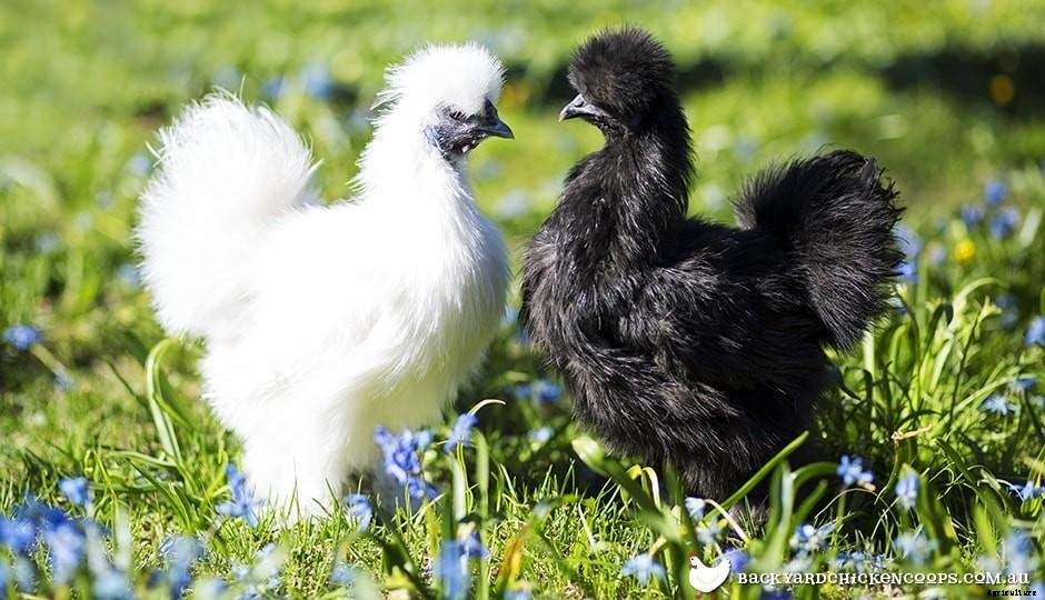 7 Chicken Lady Wisdoms About Pullets