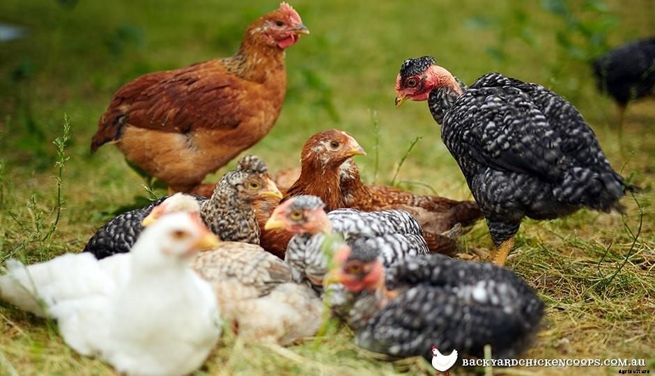 7 Chicken Lady Wisdoms About Pullets