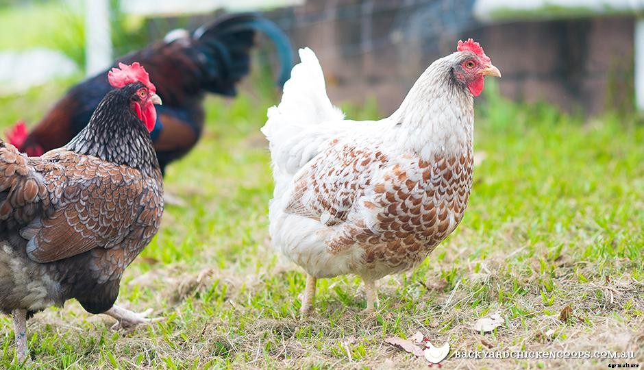 Do Chickens Smell? Unscrambling the Myth