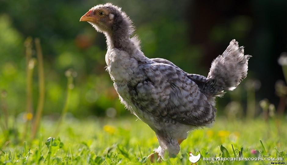 7 Chicken Lady Wisdoms About Pullets