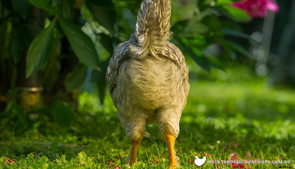 Why Raising Chickens Is Great For The Environment