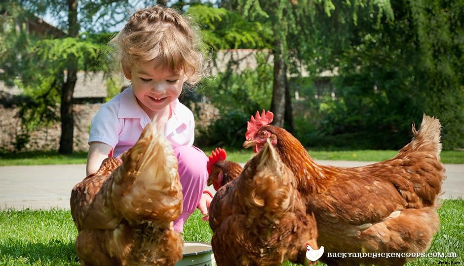 Why Raising Chickens Is Great For The Environment