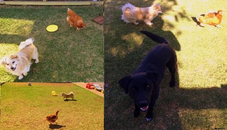 Keeping Chickens Around Your Pet Dog: Training the Labrador and Pomeranian To Live With Isa Browns