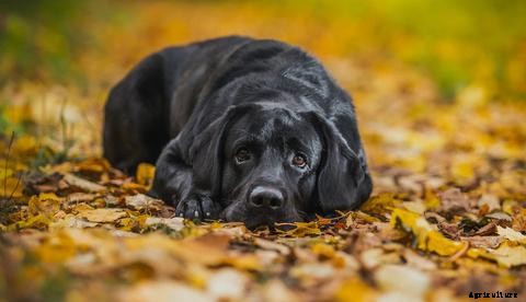 Keeping Chickens Around Your Pet Dog: Training the Labrador and Pomeranian To Live With Isa Browns