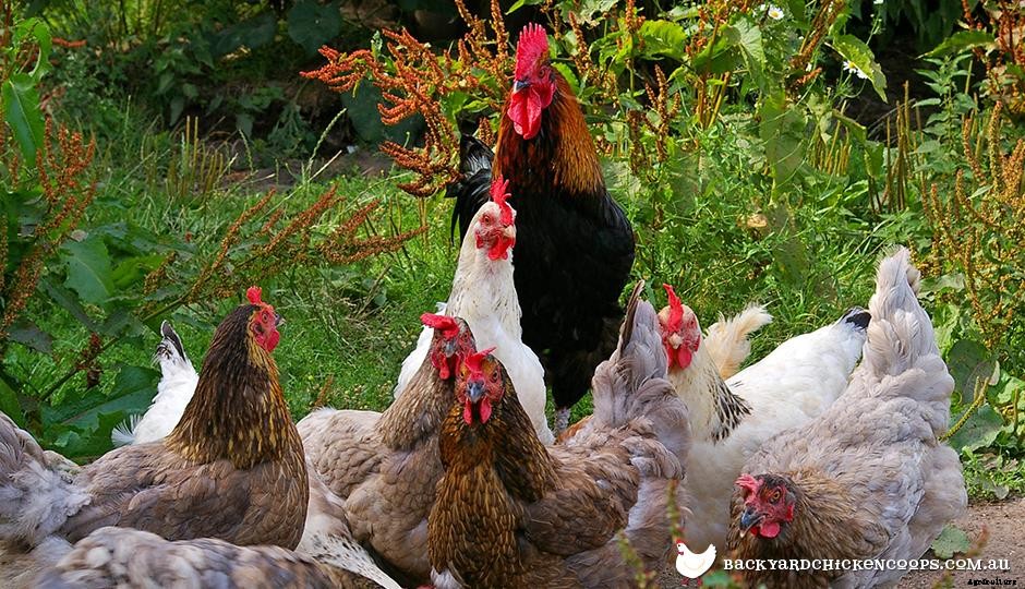The Chicktionary: The Ultimate Chicken Terminology Guide