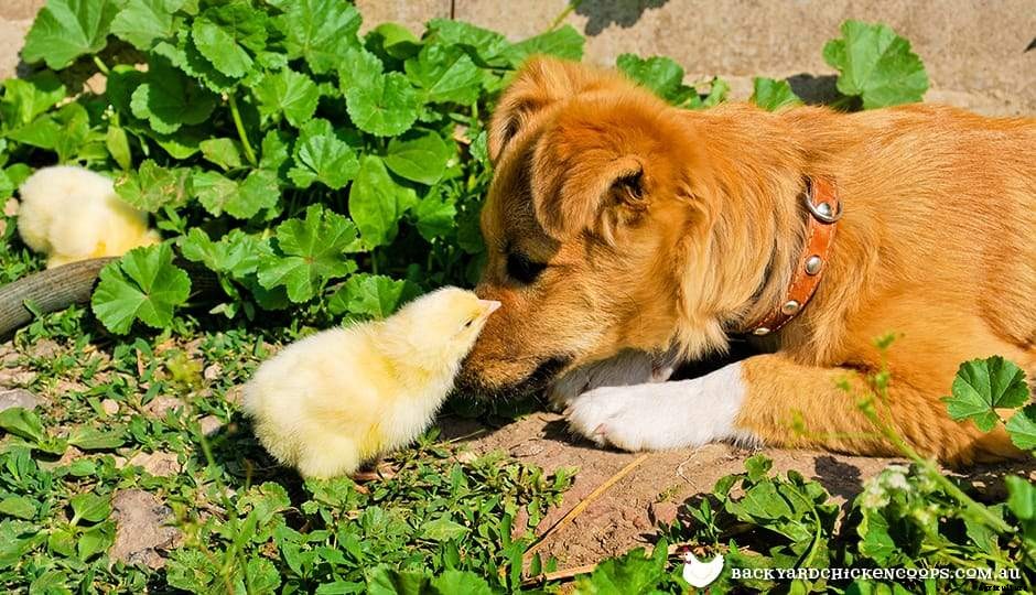 Introducing dogs to your chickens!