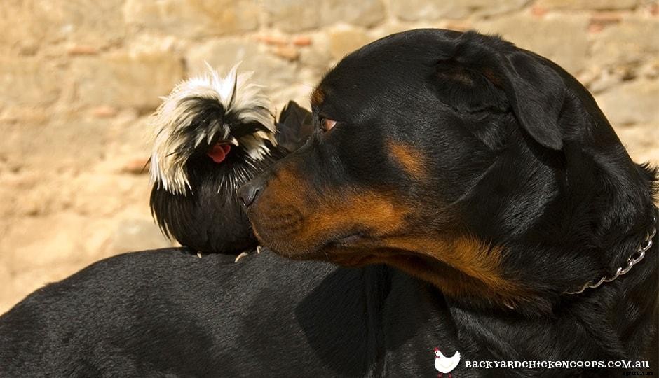 Introducing dogs to your chickens!