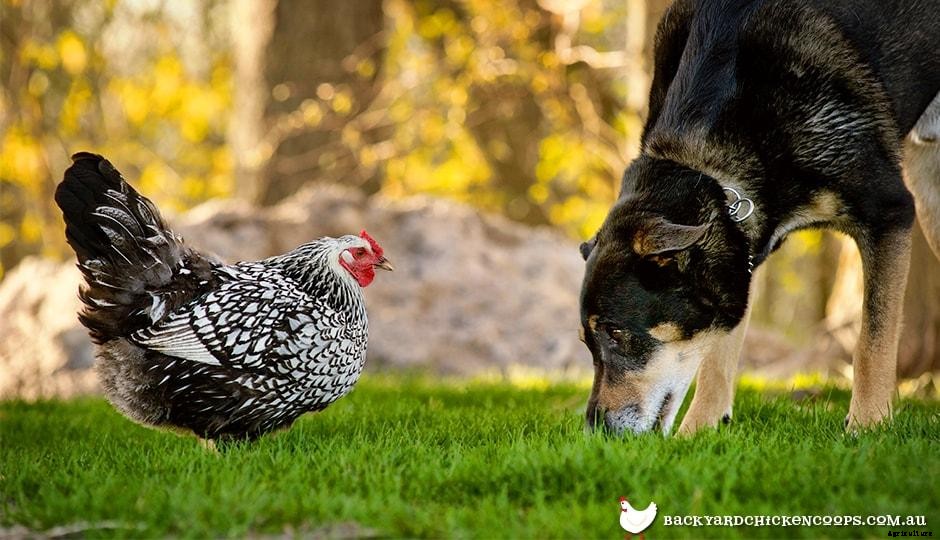 Introducing dogs to your chickens!