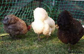 The Dog Dilemma: Training the Staffordshire Bull Terrier to live with Rhode Island Reds