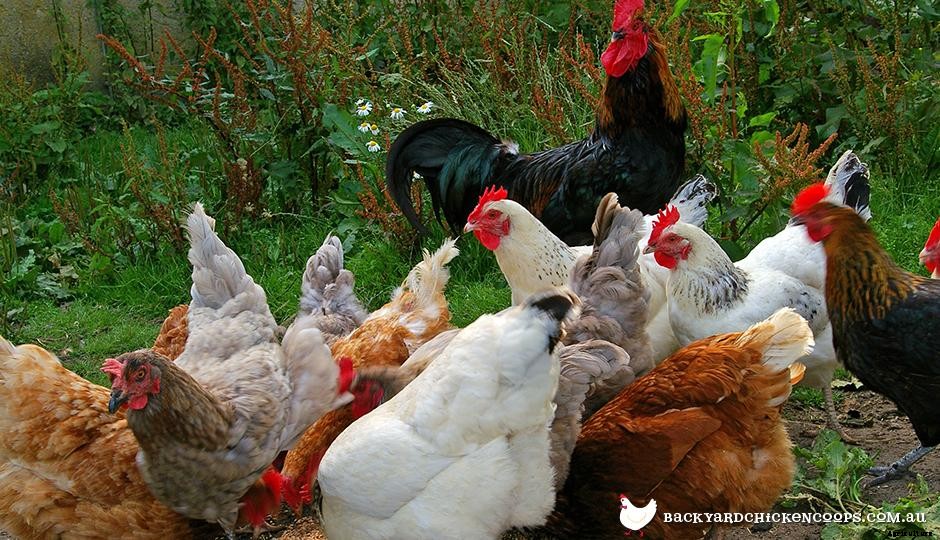 How to Raise Happy Healthy Chickens