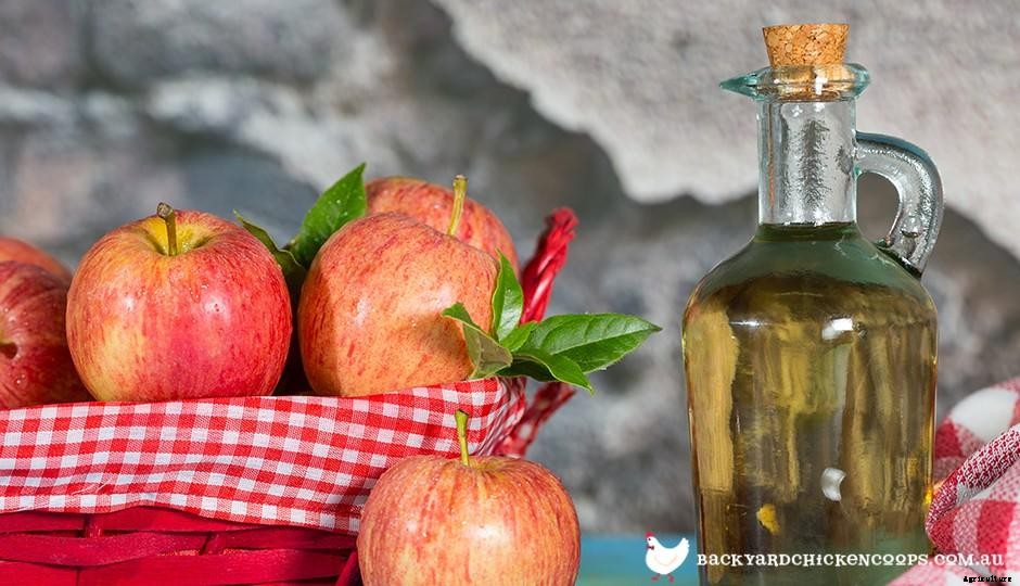 How to Raise Happy Healthy Chickens