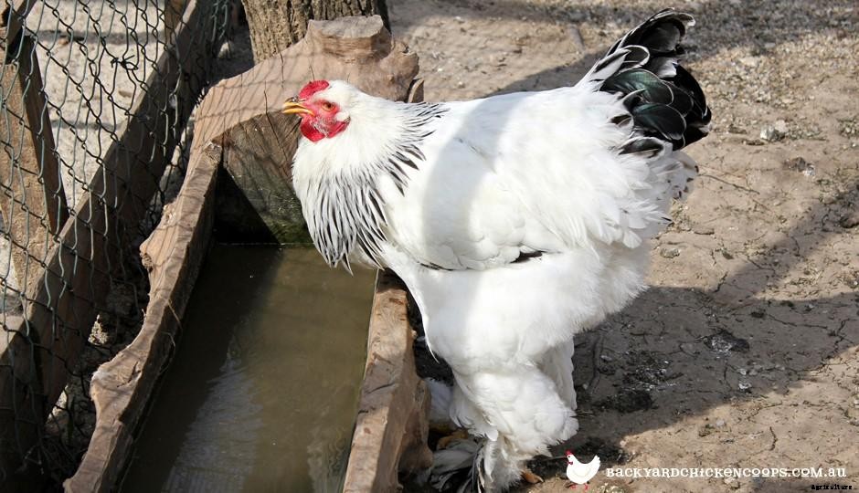 Chicken Health and Wellness