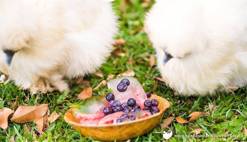 What Treats Can I Give My Chickens?