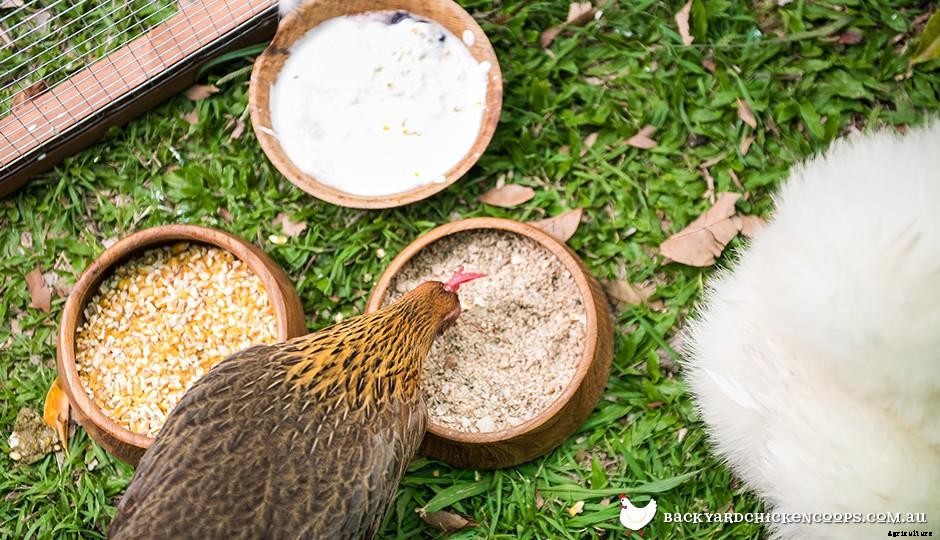 What Treats Can I Give My Chickens?