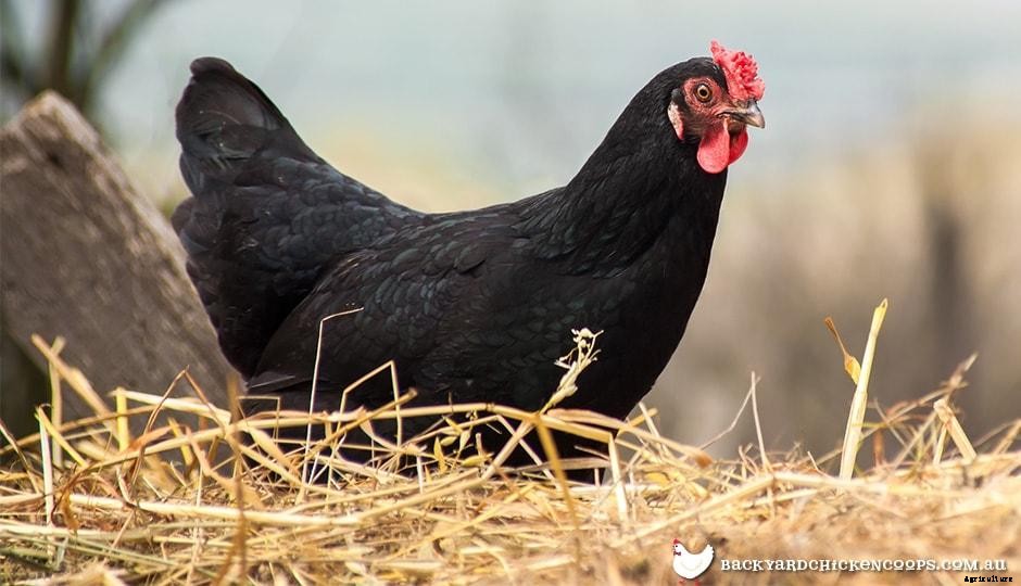 The Best Boredom Busters To Keep Your Chickens Busy!