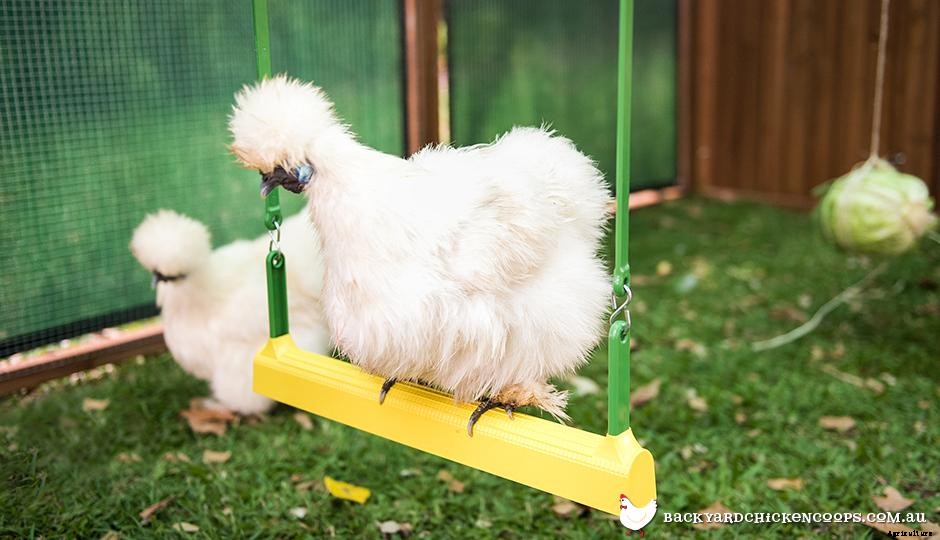 The Best Boredom Busters To Keep Your Chickens Busy!