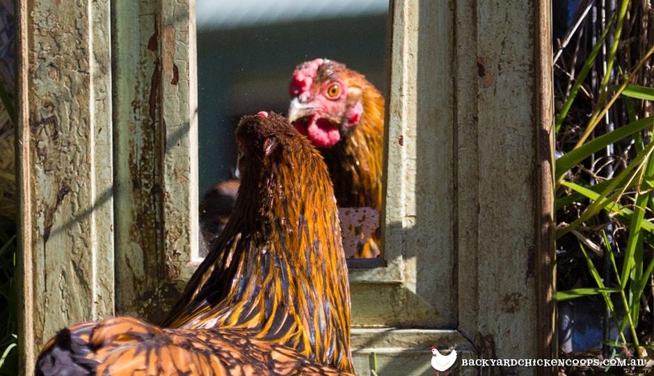 The Best Boredom Busters To Keep Your Chickens Busy!