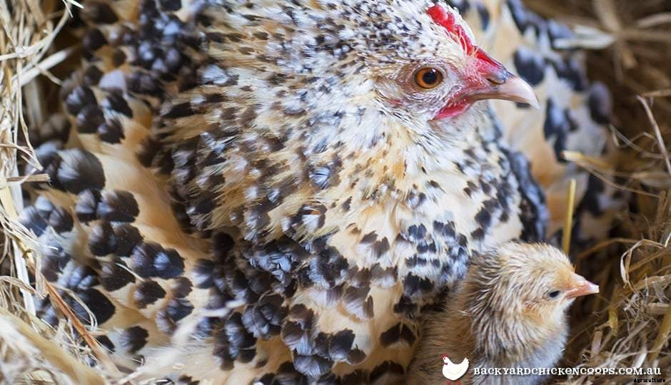 Get More Eggs From Your Laying Hens