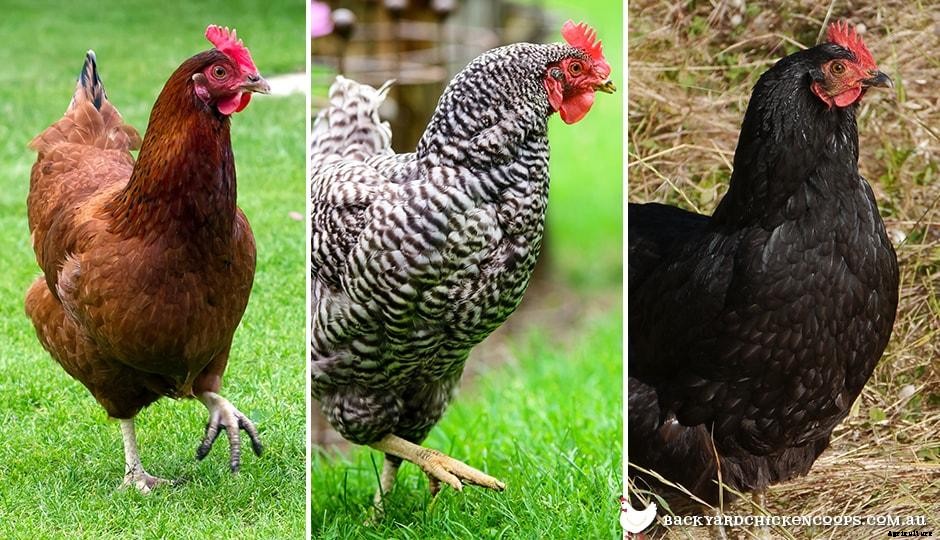 Get More Eggs From Your Laying Hens