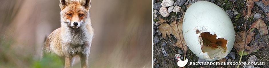 Top Tips to Stop Your Chickens From Eating Their Eggs