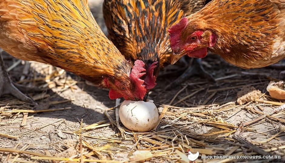 Top Tips to Stop Your Chickens From Eating Their Eggs