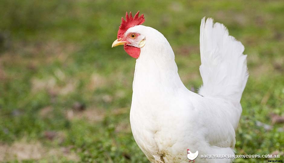 Top 5 Best Bantam Chickens For Egg Laying