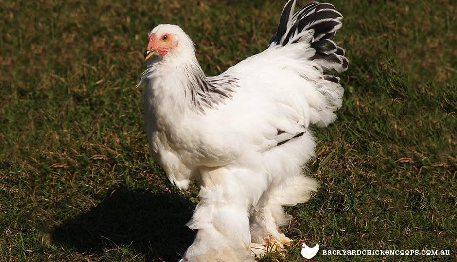 Top 5 Best Bantam Chickens For Egg Laying