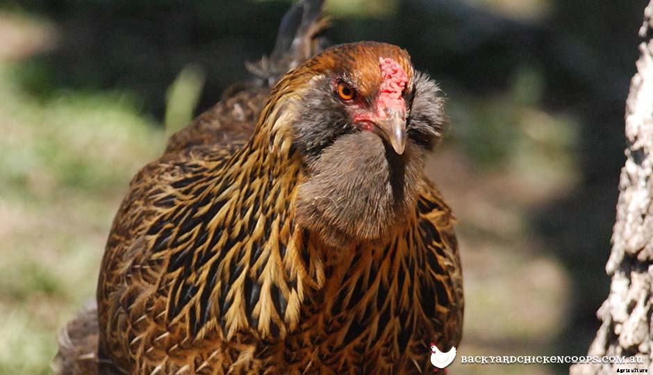 Top 5 Best Bantam Chickens For Egg Laying