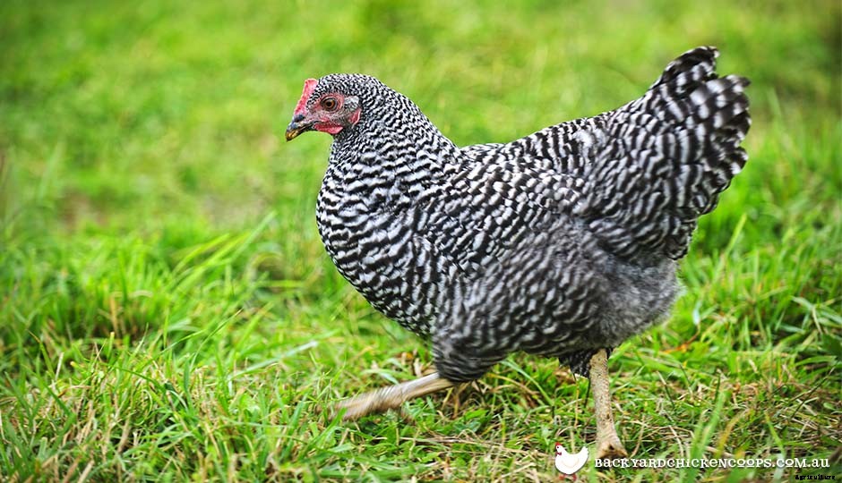Top 5 Best Bantam Chickens For Egg Laying