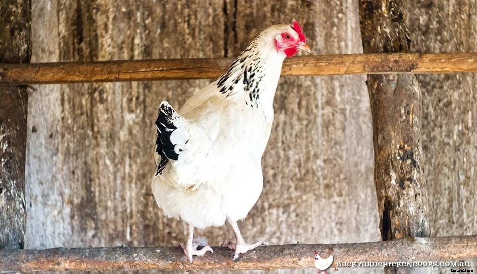 Top 5 Best Bantam Chickens For Egg Laying