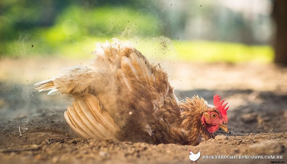 Why Do Chickens Dust Bathe?