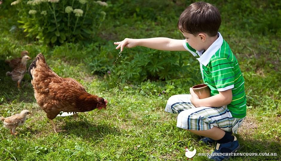 How Much Care Do Pet Chickens Require?